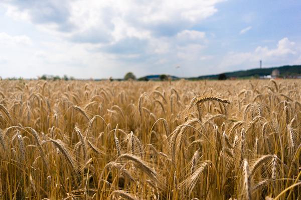 Ripe golden rye ears in a field